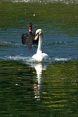 Aachener Zoo Aachener-Zoo-Schwan-005